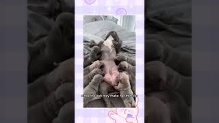 How to Encourage a Mother Dog To Feed Her Puppies by Gods Creations Daily 91 views 1 year ago 1 minute, 1 second