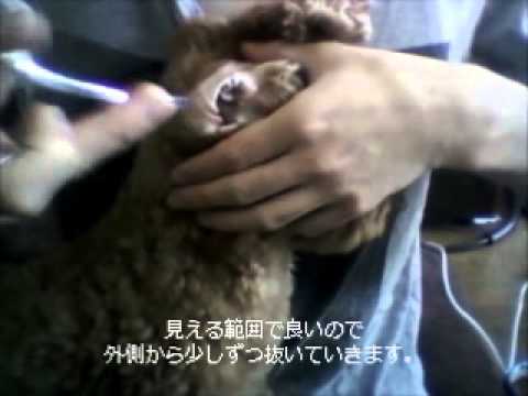 犬の耳の毛を抜く Youtube 犬の耳の毛を抜く Youtube