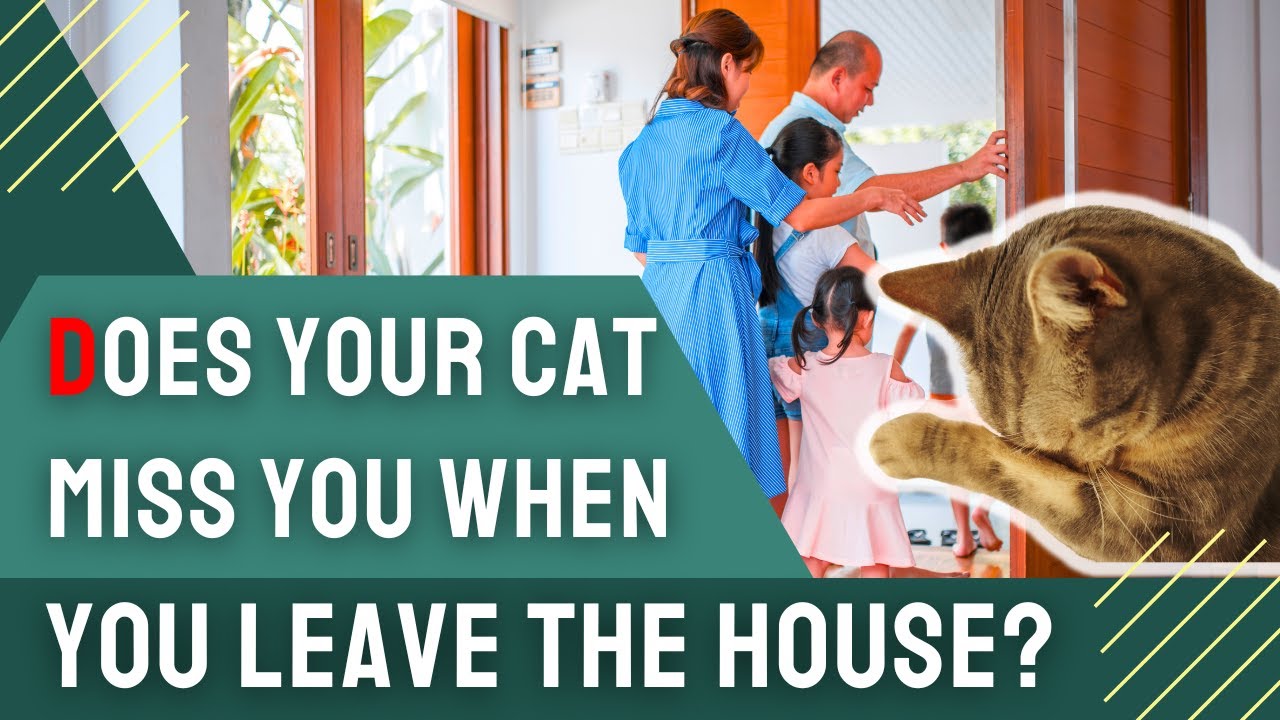 Does Your Cat Miss You When You Leave the House?