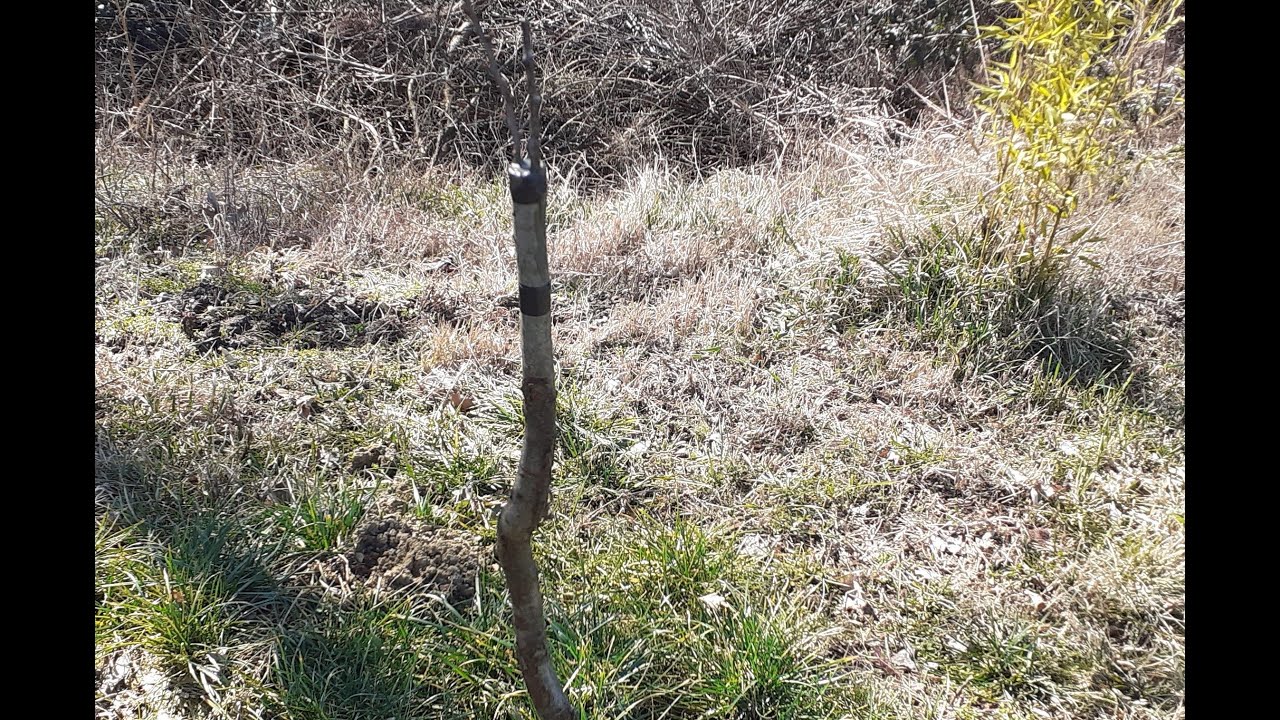 KALEMLJENJE ŠLJIVE NA DŽENARIKU