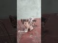 Shiroo#cat #cats #catvideos #catshorts #kitten #kitty