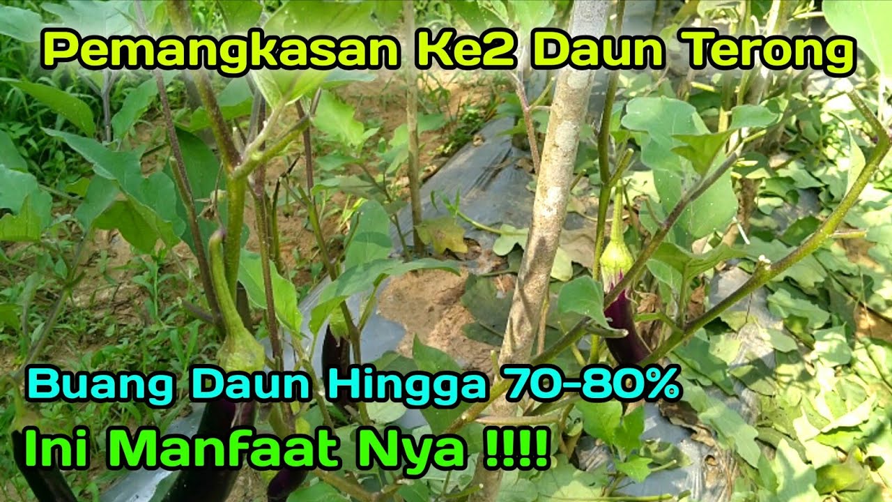 Pemangkasan ke2 daun tanaman terong