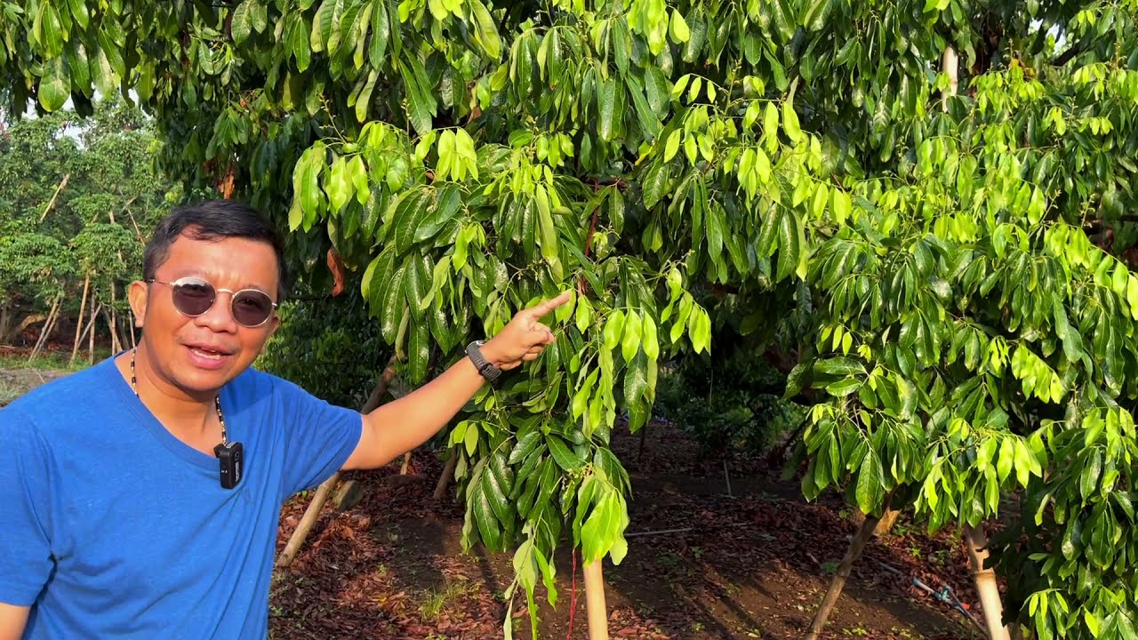 ลำไยสวนผมเอง หลังจากสารครบ 1 เดือน