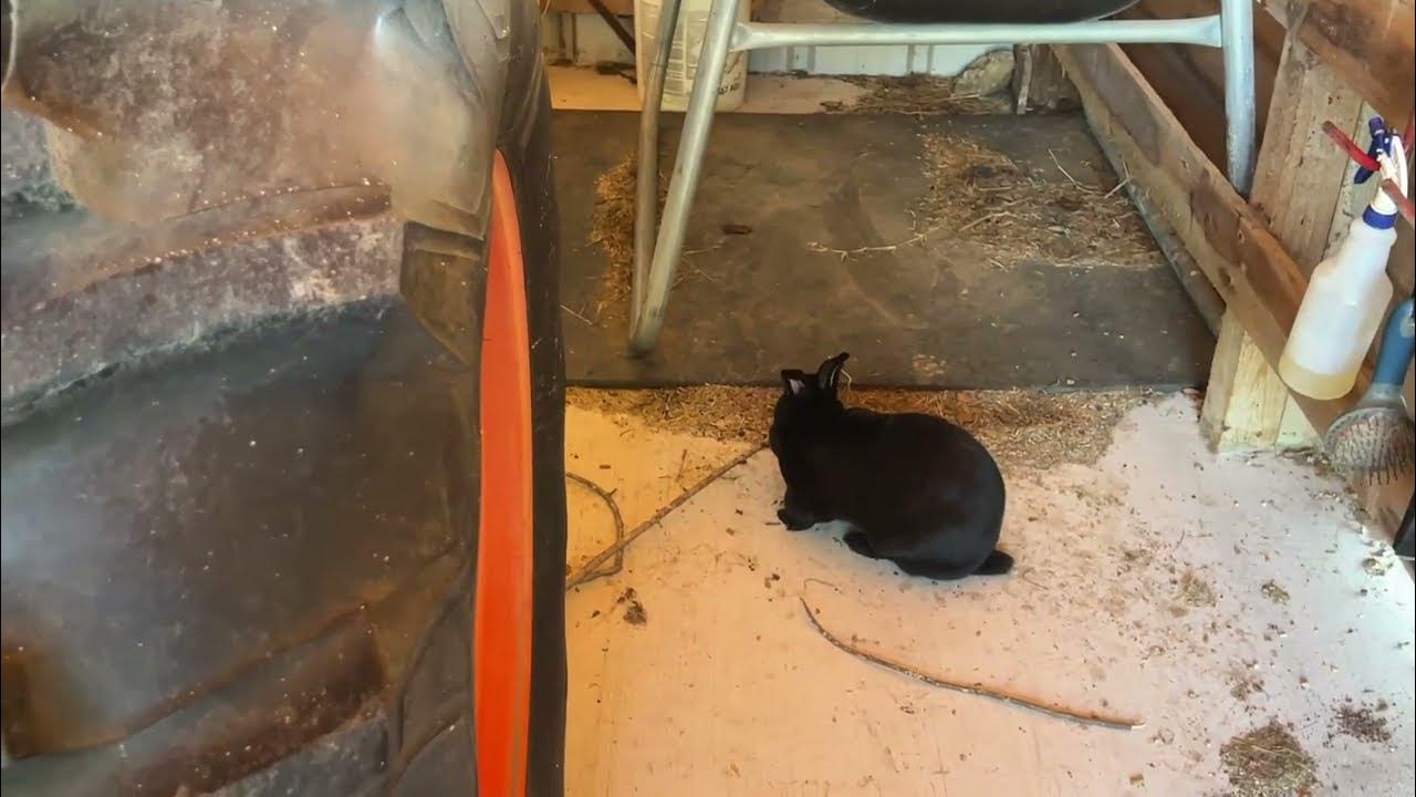 Tick Removal Fingernail Polish Follow Up Brun Them, Vaseline, Nail