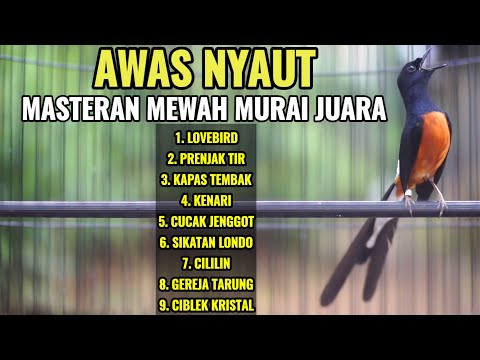 100% AMPUH MEMANCING BONGKAR ISIAN DENGAN SUARA MURAI BATU FULL TEMBAKAN INI