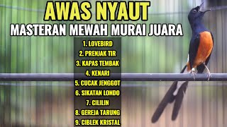 100 Ampuh Memancing Bongkar Isian Dengan Suara Murai Batu  Tembakan Ini