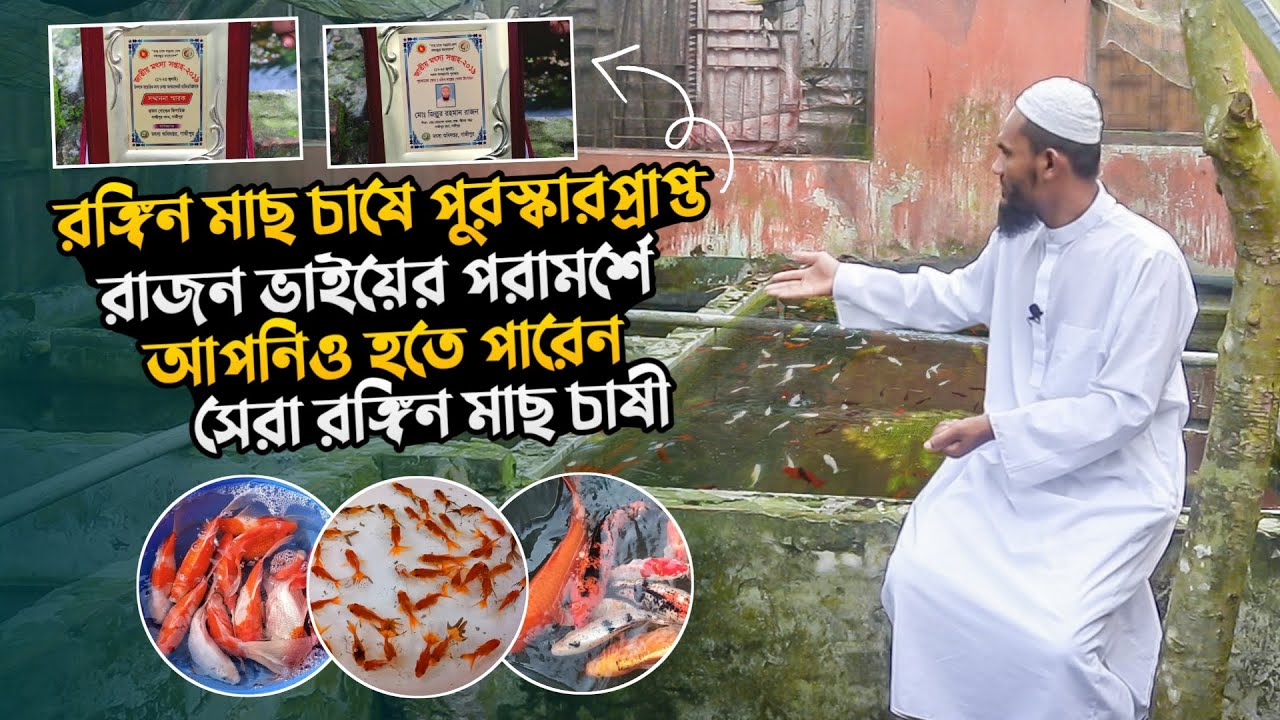 রঙ্গিন মাছ চাষ প্রশিক্ষণ | রঙ্গিন মাছ চাষ পদ্ধতি | রঙ্গিন মাছ চাষ | Rongin mach cas | রাজন গোল্ড ফিশ