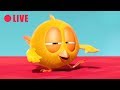 LIVE 🔴 | WHERE'S CHICKY | ¿Dónde está Chicky? Dibujos Animados en directo en español !