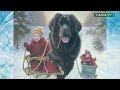 Премьера песни "Новогодний Ньюфаундленд"