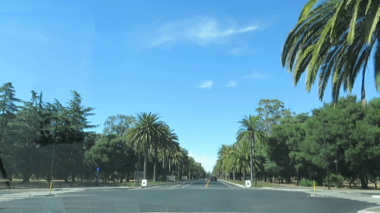 Palm Drive - Stanford University - California
