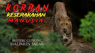 MACAN_TUTUL Ini KORBAN Dari Keserakahan Manusia | Gunung Halimun Salak