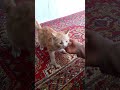 شيما و ريمو