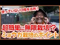 家庭菜園や農園のミョウガ栽培は超簡単に無限栽培！？日陰を利用した12月開始のミョウガの育て方を徹底解説！/Tips for Growing Myoga from a Japanese Farmer.