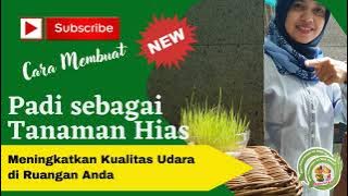 Cara Menanam Padi untuk Tanaman Hias Indoor || Meningkatkan Kualitas Udara Ruangan