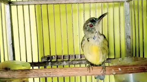 Kolibri kelapa trotol gacor besetan tajam AMPUH buqt pancingan kolibri kelapa bahan agar bunyi