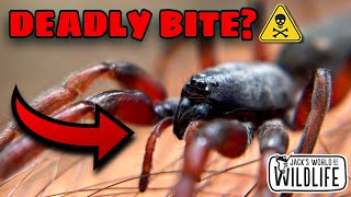 How Dangerous Is The BITE Of The White-Tailed SPIDER?