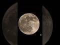 Sarad Purnima #shorts