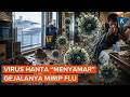 Mengenal Bahaya Virus Hanta yang Renggut Nyawa Penumpang Kapal Pesiar, Ternyata Mirip Flu