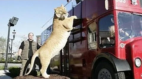 World's BIGGEST CAT! The LIGER (a LION TIGER cross...