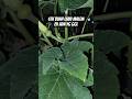 Cek buah labu malem-malem #shortvideo #shorts #video