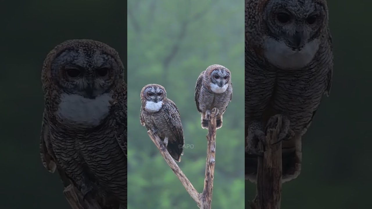 Mottled Wood Owl pair...calling...