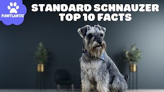 Standard Schnauzer: A Smart and Loyal Canine Companion  Top 10 Facts