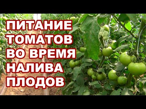 Видео: Плодова разсадница 
