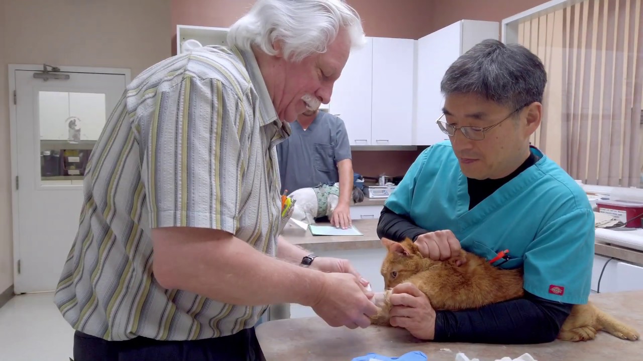 to Village Veterinary Clinic YouTube