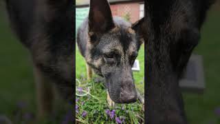 German Shepherd knocks his orange ball into the garden pond and a blue ball comes out by DOGS BEING DOGS 582 views 4 months ago 2 minutes, 8 seconds