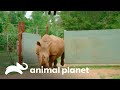 O nascimento de um pequeno rinoceronte branco | A Família Irwin | Animal Planet Brasil