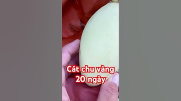 Xoài cát chu được bọc túi đỏ nhanh lên màu #hoilamxoaibenvung #xoai #fruit #giaxoaidailoan