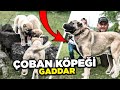 KURTÇU ÇOBAN KÖPEĞİ GADDAR ! @Çobanın Kamerası NIN YENİ ÇOBAN KÖPEĞİ, ANADOLU ÇOBAN KÖPEĞİ, KANGAL