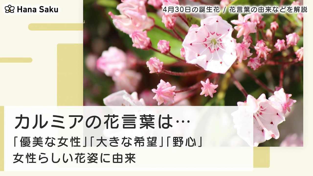 4月30日の誕生花 花言葉の由来 誕生日の有名人 何の日かも解説 Hanasaku