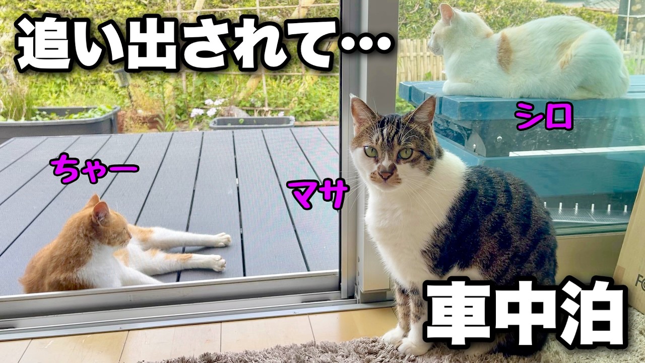 家を追い出されて車中泊… GWはどこにも行けずに来客の接待をしていました。|キャンピングカーのようにDIYしたハイエースで車中泊