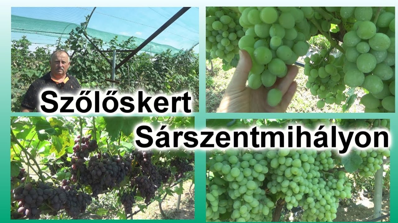 Nagy termés rövid csapon! Kovács János szőlőskertje - Sárszentmihály 2025-08-16