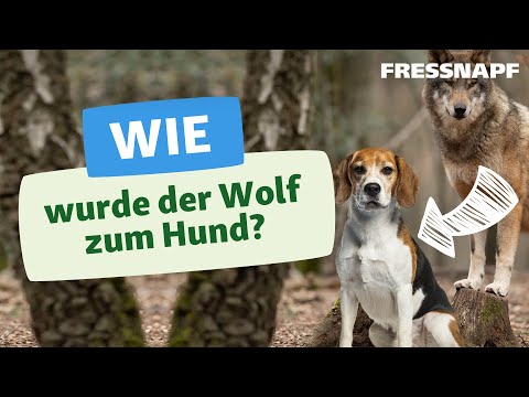 Video: Veränderungen der Hautpigmentierung eines Hundes