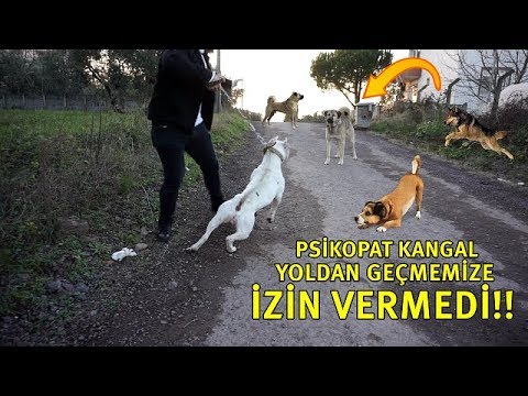 AMSTAFF TYSON VE HADES'LE PSİKOPAT KANGALIN SALDIRSINA UĞRADIK!!