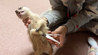 動物達の1ヶ月に1度の嫌なことをしてみた
