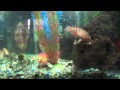 PECES DEFENDIENDO LOS HUEVITOS ANTE LANGOSTA AUSTRALIANA