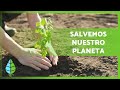 Qué es la REFORESTACIÓN y su IMPORTANCIA 🌲🌳 ¿Cómo podemos ayudar? 🌏