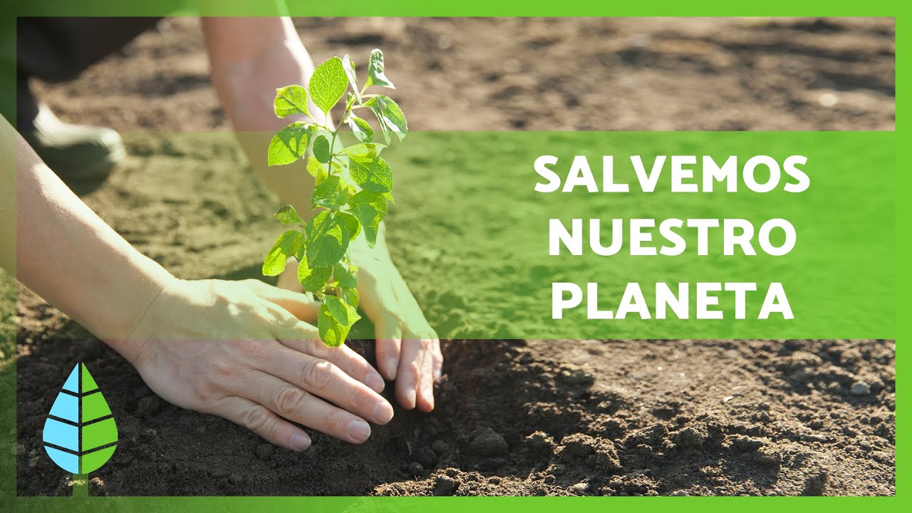 Details 48 qué es la reforestacion de árboles