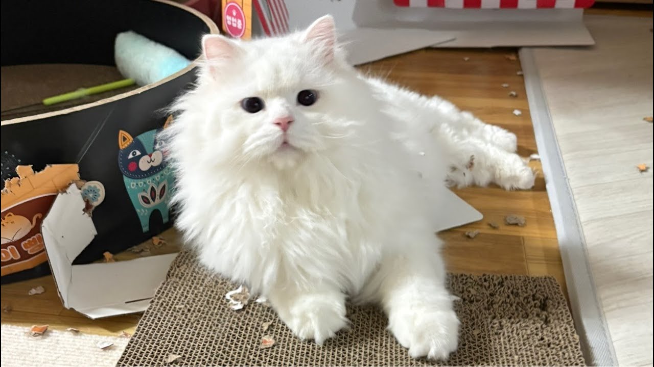 2박3일 입원한 고양이, 병원비는 얼마일까~요😱