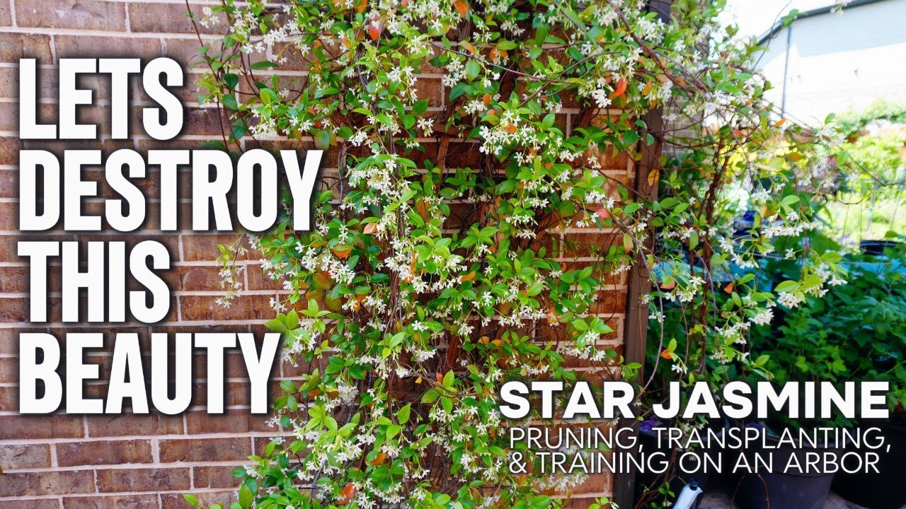 Star Jasmine Pruning, Transplanting, and Training on an Arbor | Pruning Evergreen Climbing Plants