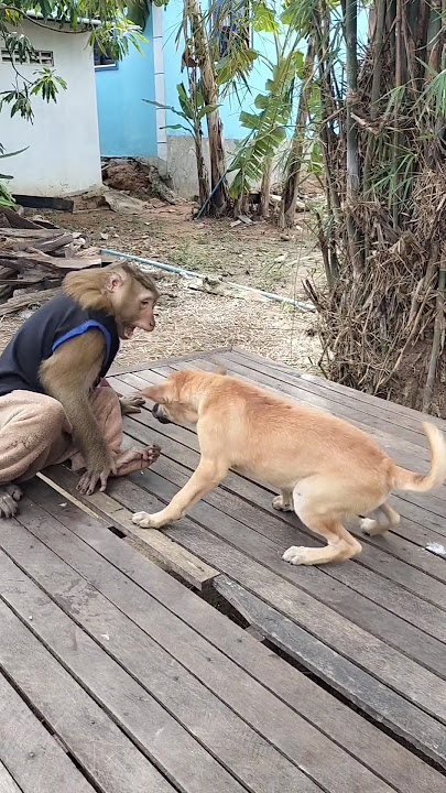 Great SokYaa,OG, ToTo Animals Are So Awesome #shorts