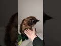 ora di dormire... o forse no #cat #красиваякошка #cute #animals