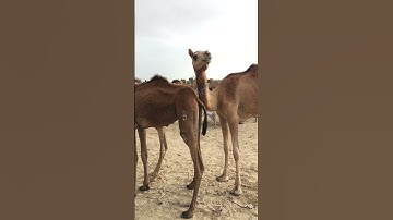 Camel testing #shortsfeed  #shorts