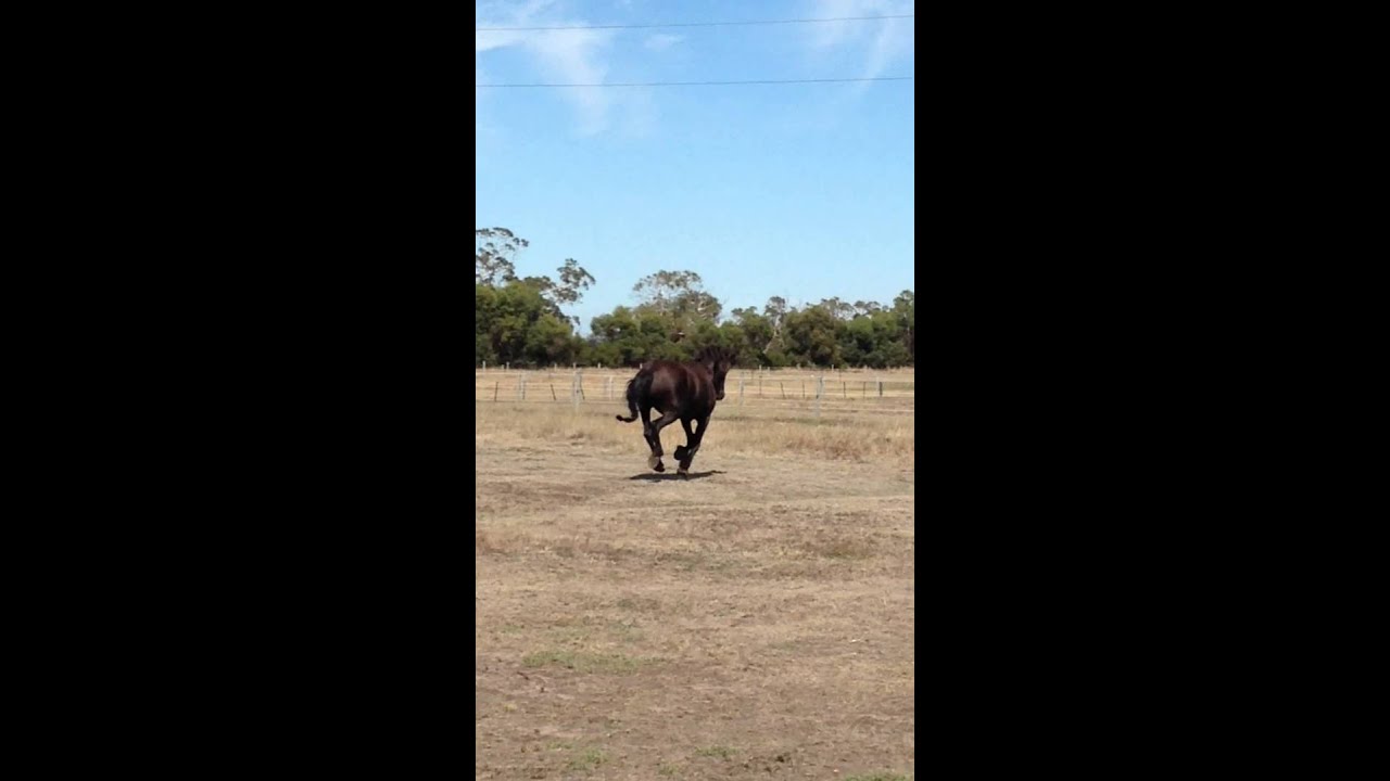 Gracia fan Wildcroft