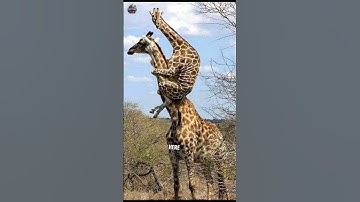 animal facts you^didn