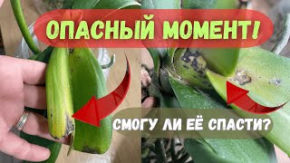 видео: Опасная гниль у орхидеи Big Lip Ubangi: удаляю лист, спасаю точку роста картинка: Опасная гниль у орхидеи Big Lip Ubangi: удаляю лист, спасаю точку роста