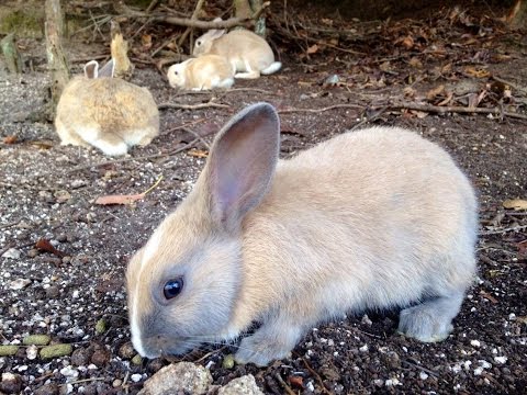 rabbit-island-japan:-a-day-in-the-life